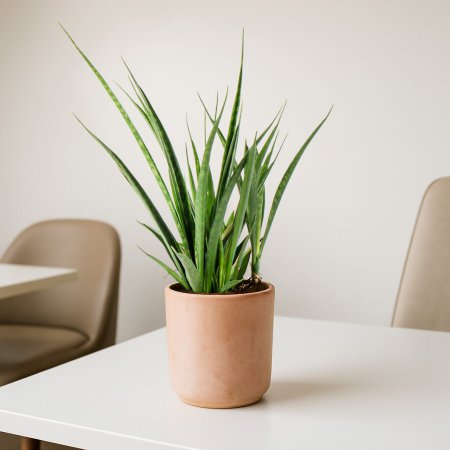 Plant Sansevieria Kirkii